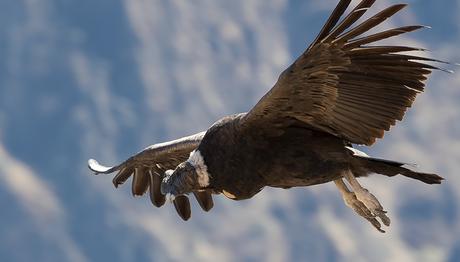 Uçan En Büyük Yırtıcı