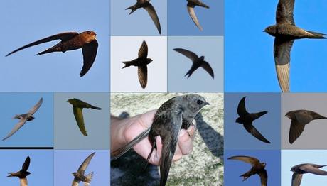 Örnek haber adı gelecek.