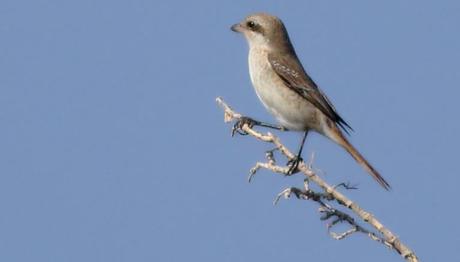 Orta Asyadan bomba ziyaretçimiz var! 