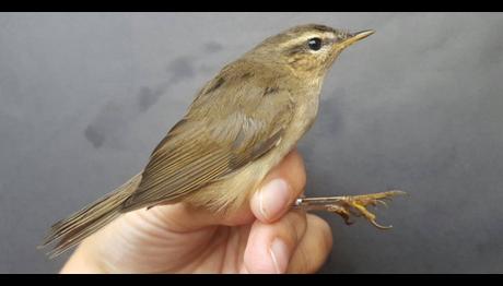 KIZILIRMAK DELTASI NDA ÇIVGIN SHOW!!