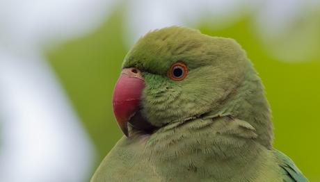 2016 Yılı Türkiye Papağan Sayımları