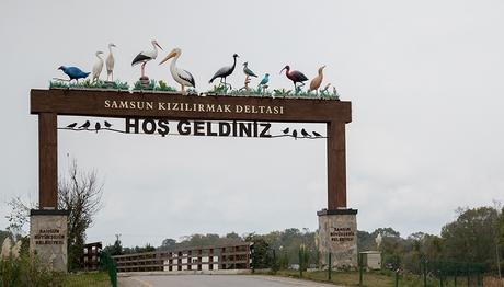 Deltada Şok