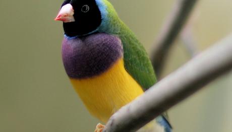 Kuş Koruma Programından Yerliler De Yarar Sağlıyor