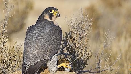 Pekin'de Bin Kuş Sofralardan Kurtarıldı