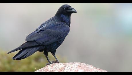 Londra Kulesi'nde Digital Çağın Kuzgun Bakıcısı