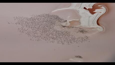 Tuz Gölünde Üreyen Flamingolar Sayıldı