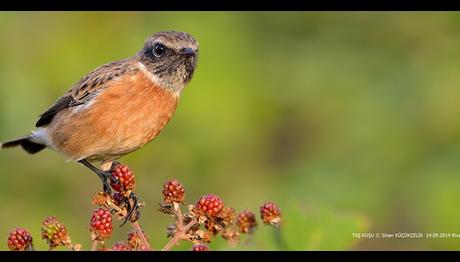 Avrupa'nın Göçmen Kuşları Kurtarılabilir Mi?