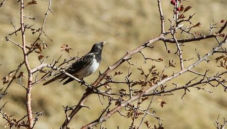 Sezon Bitmeden Bir Bomba Kuş Daha