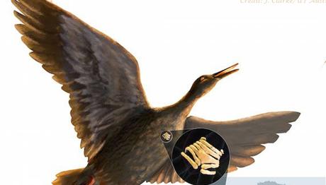 Fosil Kuş Gırtlağı Dinozor Sesi Hakkında Bilgi Veriyor