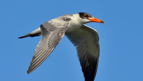 Rekor Sıcakları Takip Eden Sumrular Rekor Kuzeyde