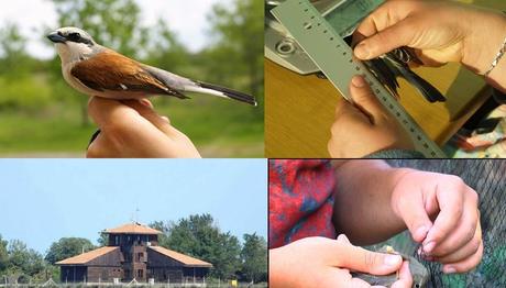 2016 Halkalama Kayıtları