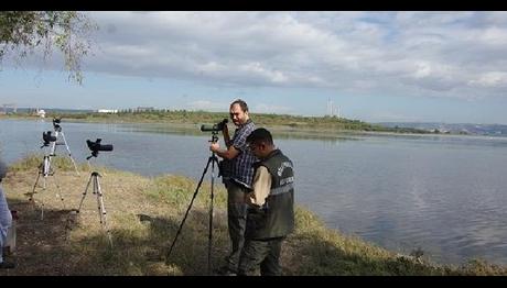 Hersek Lagününde Dikkuyruk Sürprizi