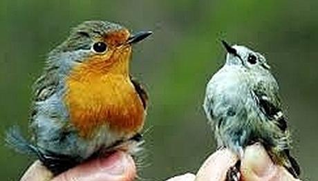 Iğdır Göçmen Kuşları Ağırlıyor