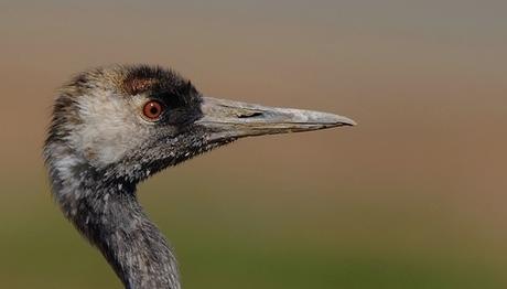 Yaralı Turna Tedavi Altına Alındı