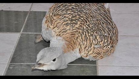 Tunceli'de Yaralı Toy Kuşu Bulundu