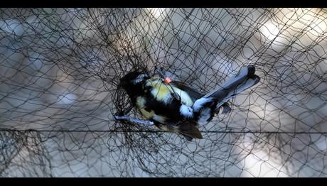 Türkiye'deki 5 kuş cinsinin 54 farklı türü tespit edildi