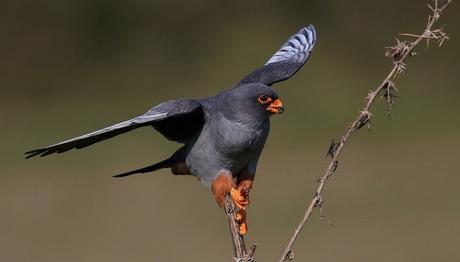 Örnek haber adı gelecek.