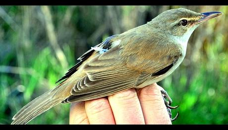 Kamışçın Kuşunun 11 bin Kilometrelik Göç Serüveni