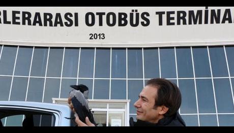  Yaralı Karga Tedavi İçin 650 Kilometreden Getirildi