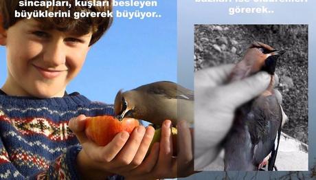 İpekkuyruklar Geldi Ama...