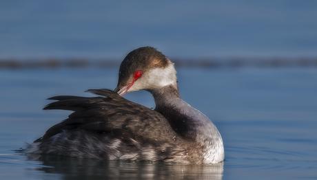 Denizkuşları  kokularını sevdiği için plastik yiyor
