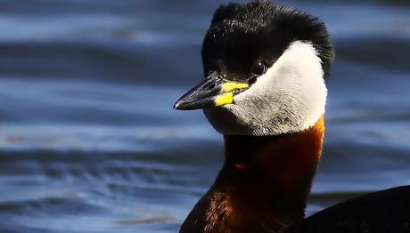 Gagalar düşündüğünüzden daha havalı-gerçek anlamda!