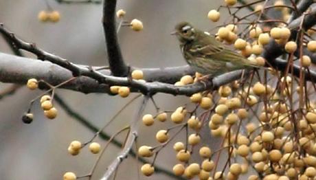 Yeşilsırtlı İncirkuşu Hatay'da