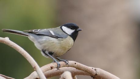 Trafik sesi ötücülerin iletişimini olumsuz etkiliyor 