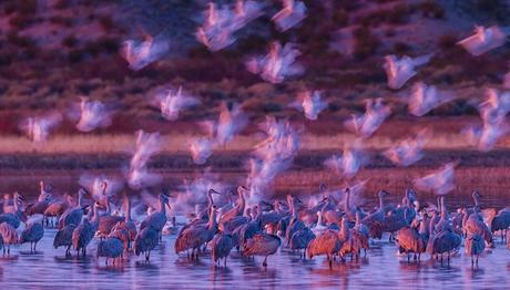 Yılın Yaban Hayat Fotoğrafçısı- People s Choice Ödülü