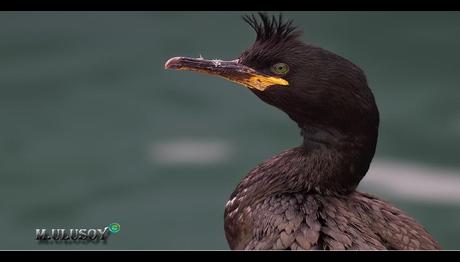 Tepeli Karabataklar Üremeye Başladı