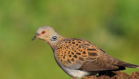 Örnek haber adı gelecek.