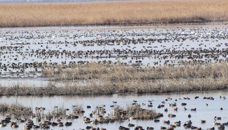 Haydi Sulak Alanlara
