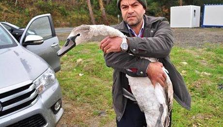 Koruma Altına Alınan Kuğu