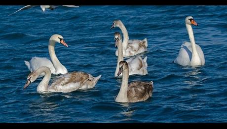 Örnek haber adı gelecek.