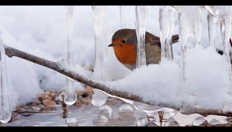 Zor Koşullar ve Beslenme