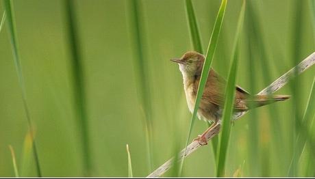 Örnek haber adı gelecek.