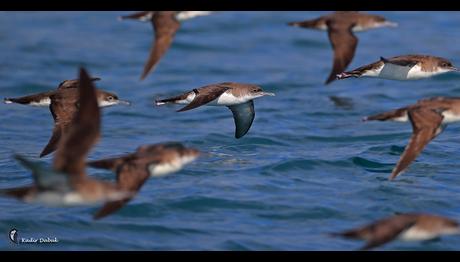 Yelkovan Kuşları Çoğaldı