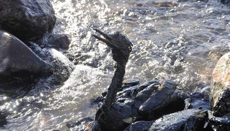 İzmit Körfezi'nde Petrol Faciası