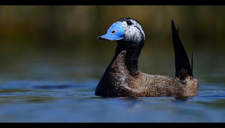 Kuş Cenneti Milli Parkında Dikkuyruk Ördek Rekoru!