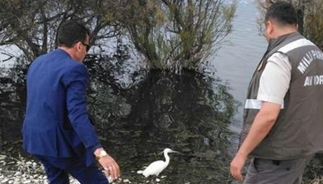 Yabani kuşlar tedavi edildikten sonra doğaya bırakılıyor