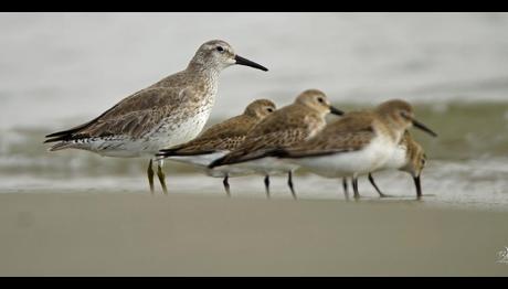 Kutup Bölgesinde Üreyen Kıyı Kuşları Hızla Azalıyor