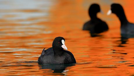 Uluabat Gölünde Kaçak Avcılara Ceza
