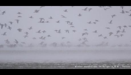 Avrupa'da Aşırı Hava Koşullarında Av Yasağı