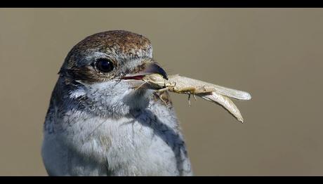 Ormansızlaşmayla Mücadelede Kuşların Kritik Rolü Var