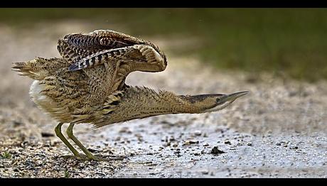 Balaban Kuşu Açlıktan Bitkin Halde Bulundu