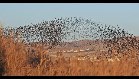 New York'ta Uçuş Güvenliği İçin 70,000 Kuş Öldürüldü
