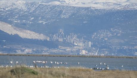 Kuş oteli (Hersek lagünü) petrol içinde