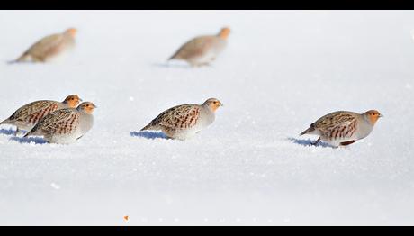 Kardan adamlar kanar mı?