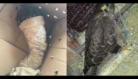 Satılık (!) Şahin