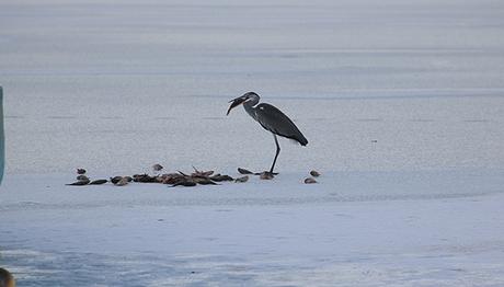 Su kuşlarının donan gölde yaşam mücadelesi